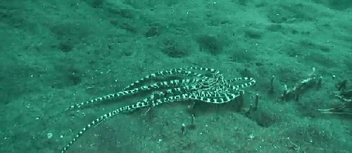 Gif attēls: astoņkāji