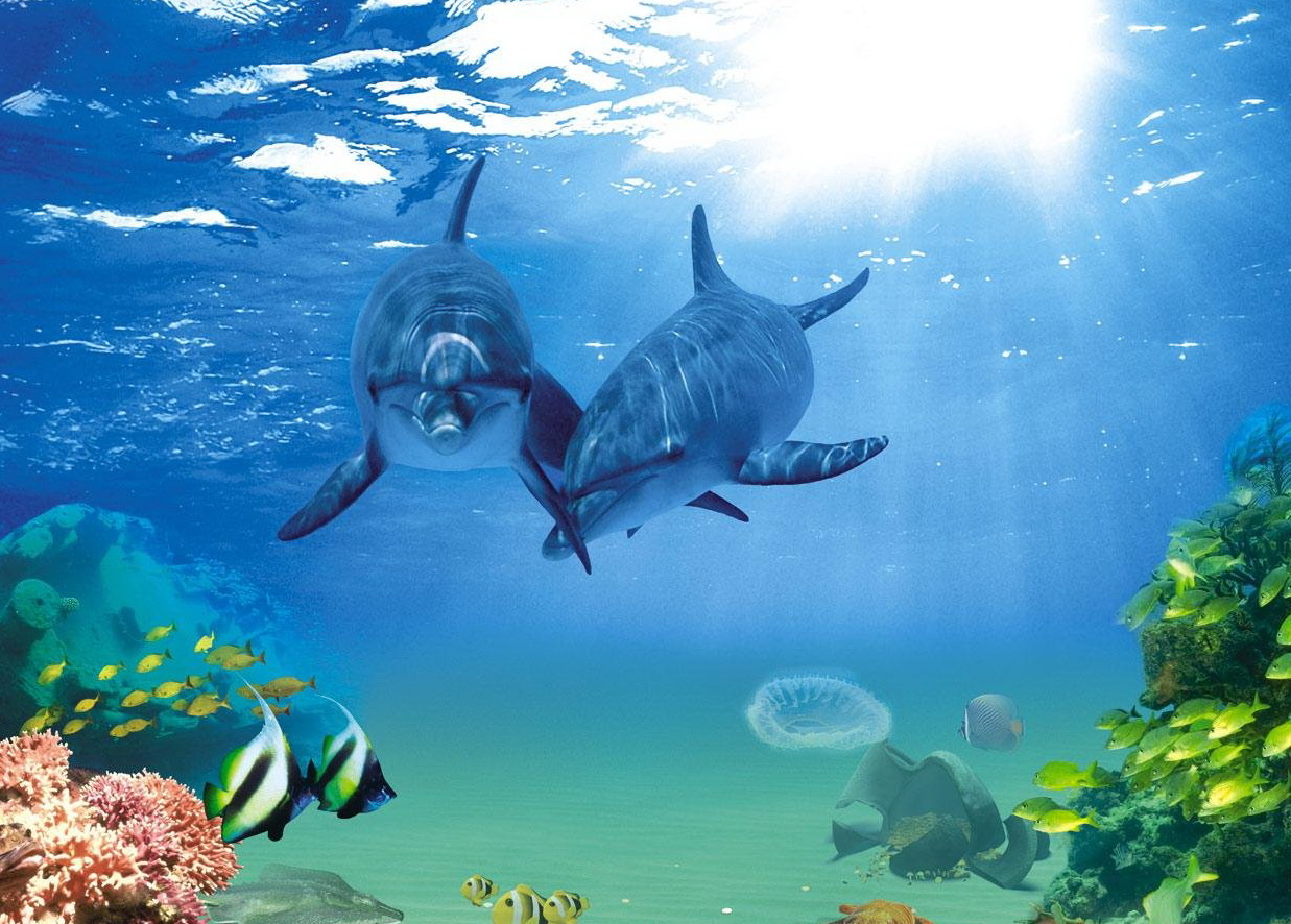 Slika delfinov v morju