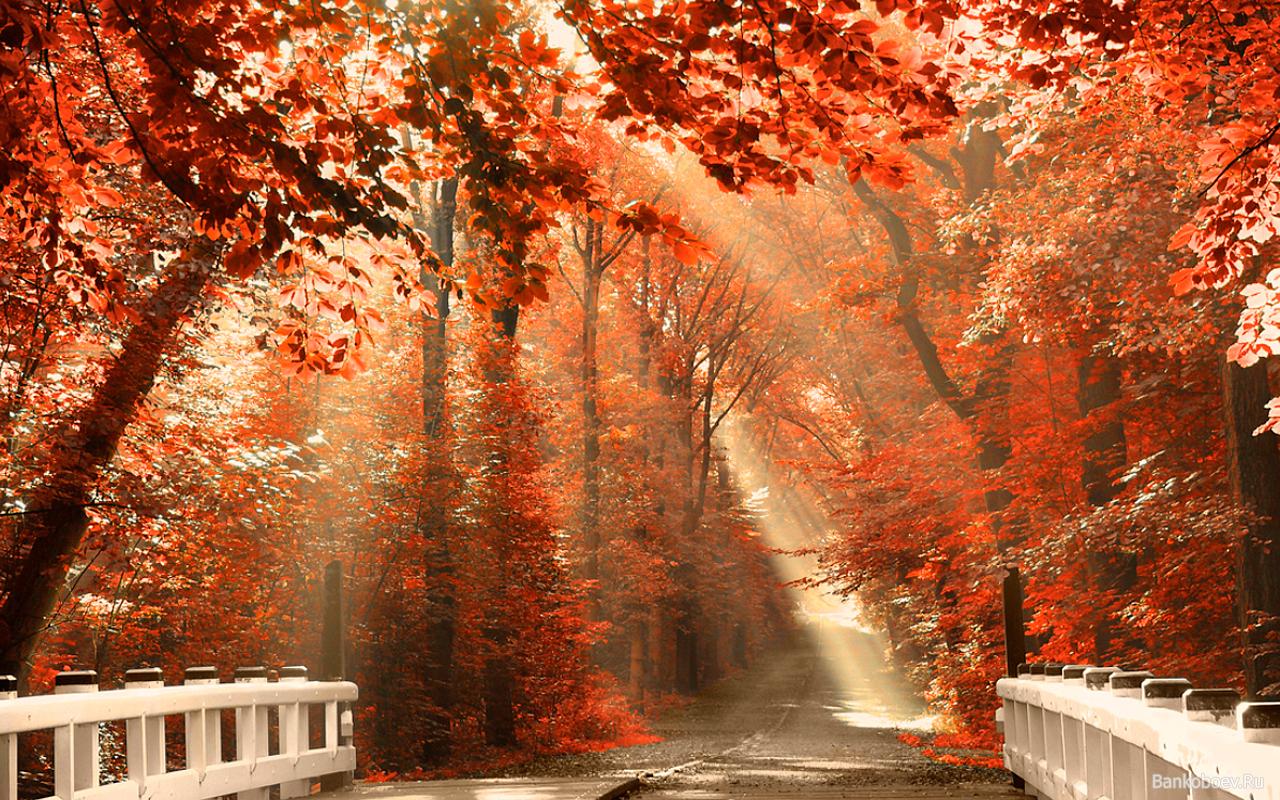 Red autumn in the park