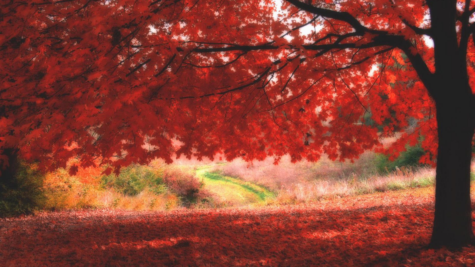 Red autumn