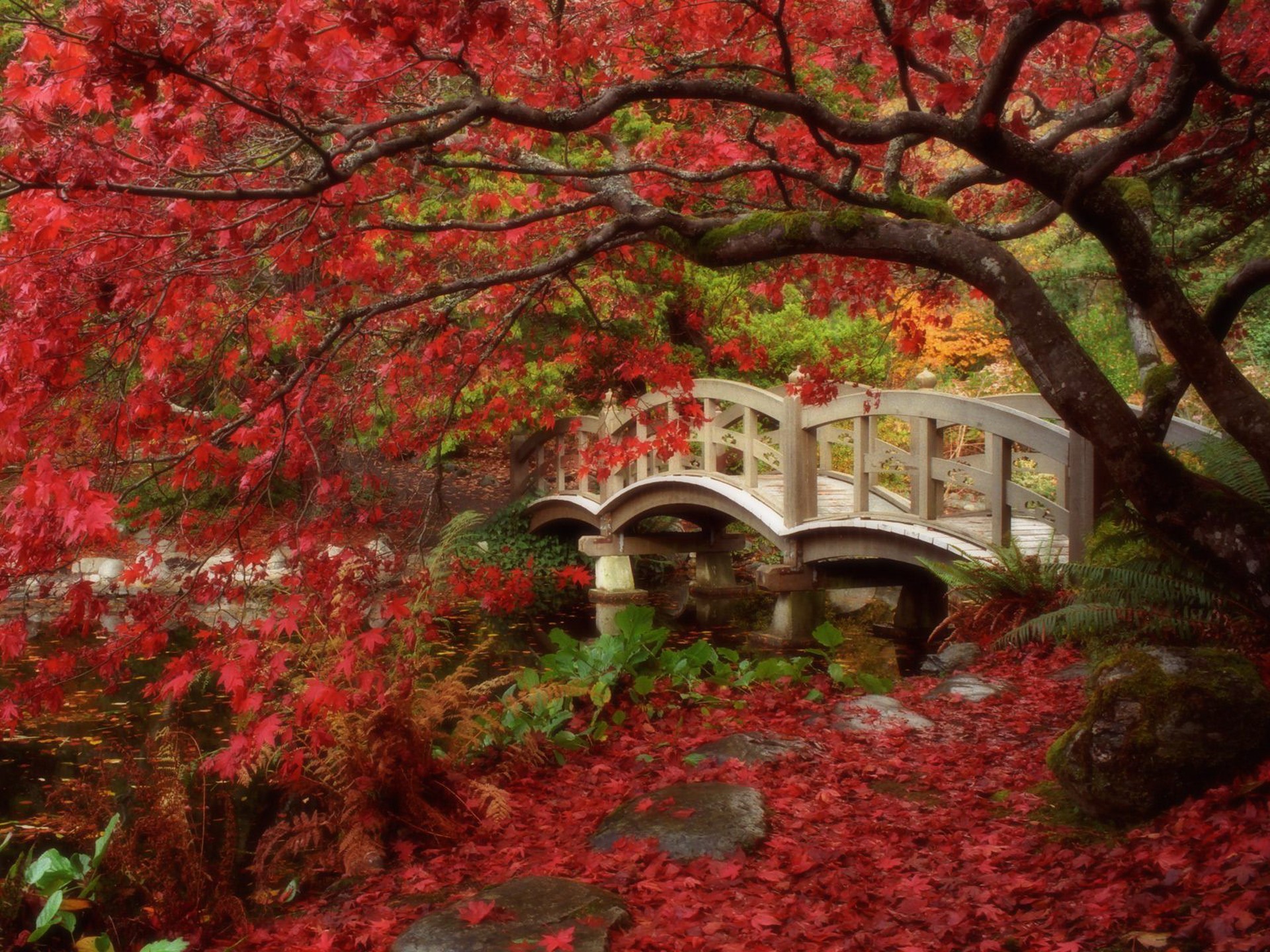 Red autumn and the bridge over the pond