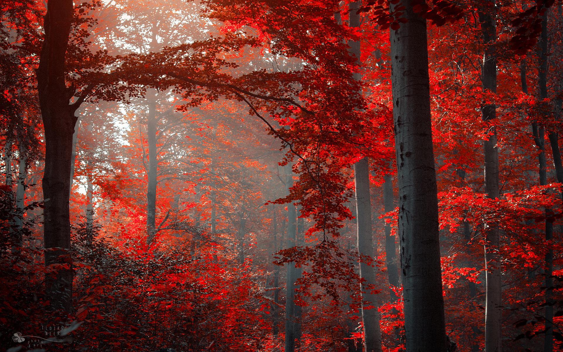 Raudonas rudens miške