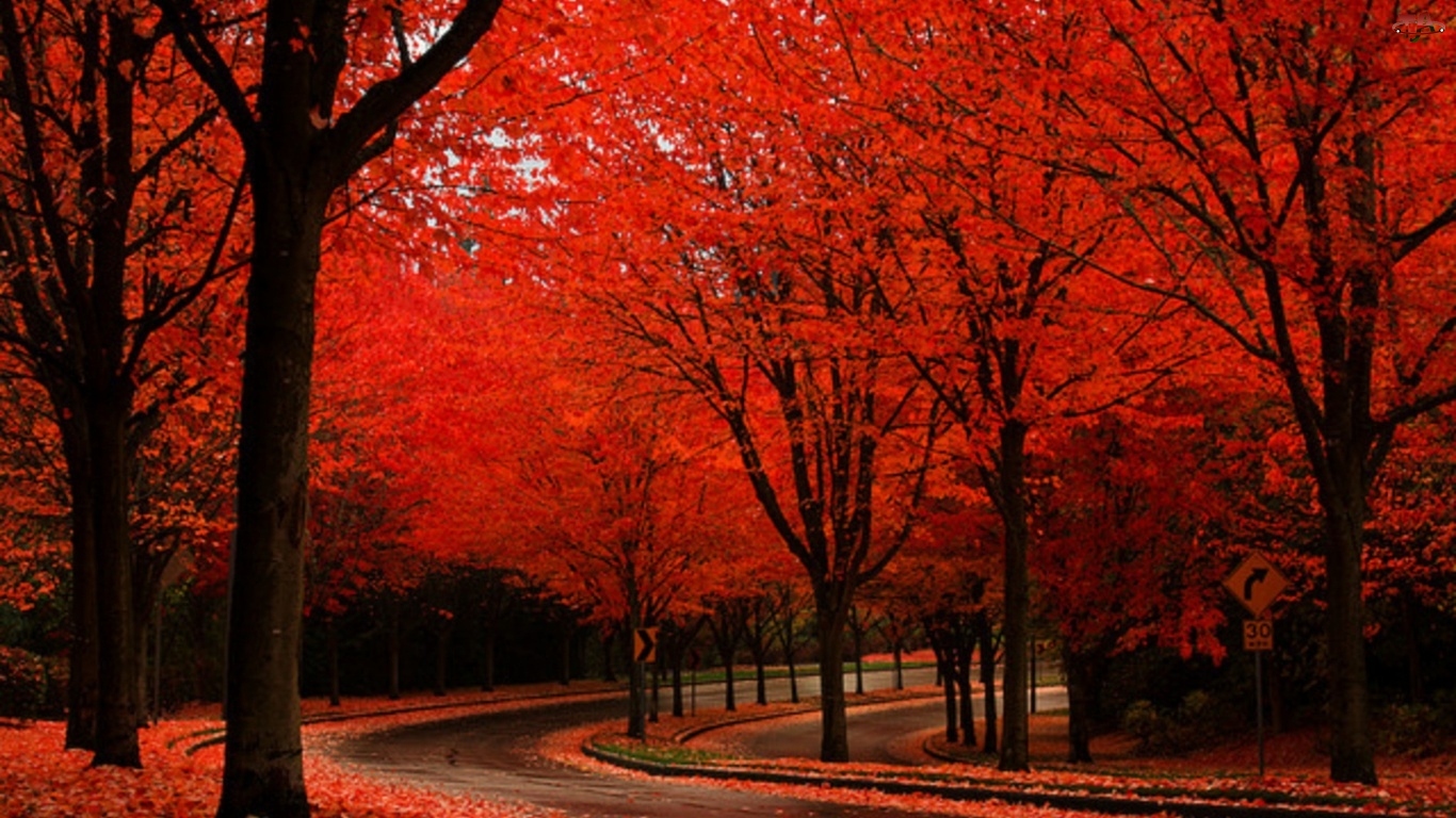 پاییز قرمز در جنگل