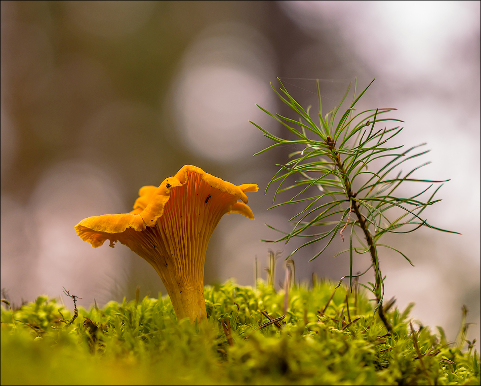 Photo of mushrooms: chanterelle