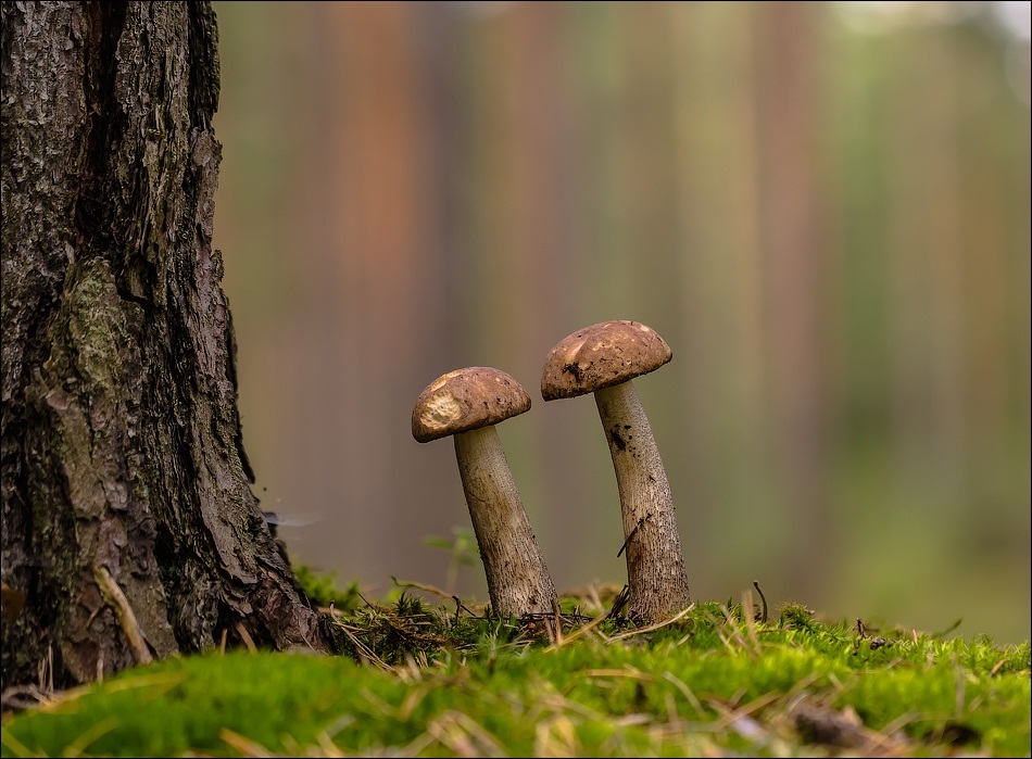 Mushroom photo