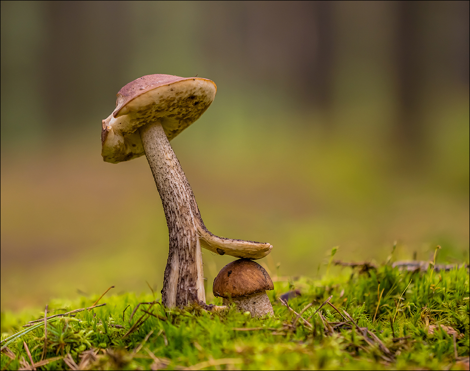 Mushroomfotos: jongeren groeie op