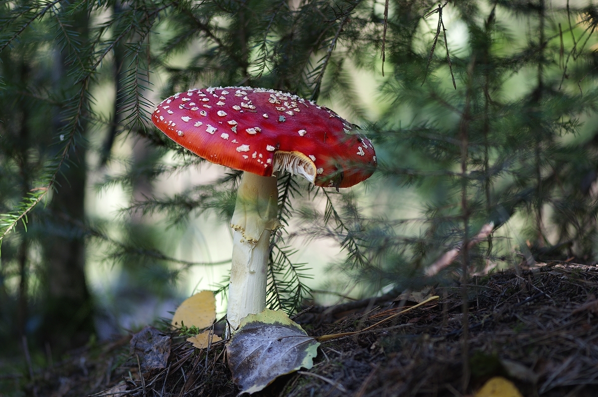 Mushroom Photo: Amanita