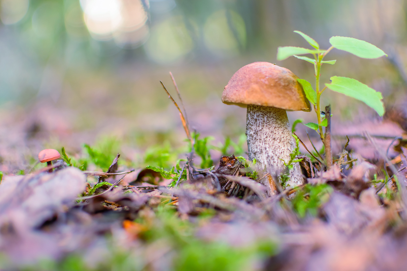 Mushroom Foto: Brownberry