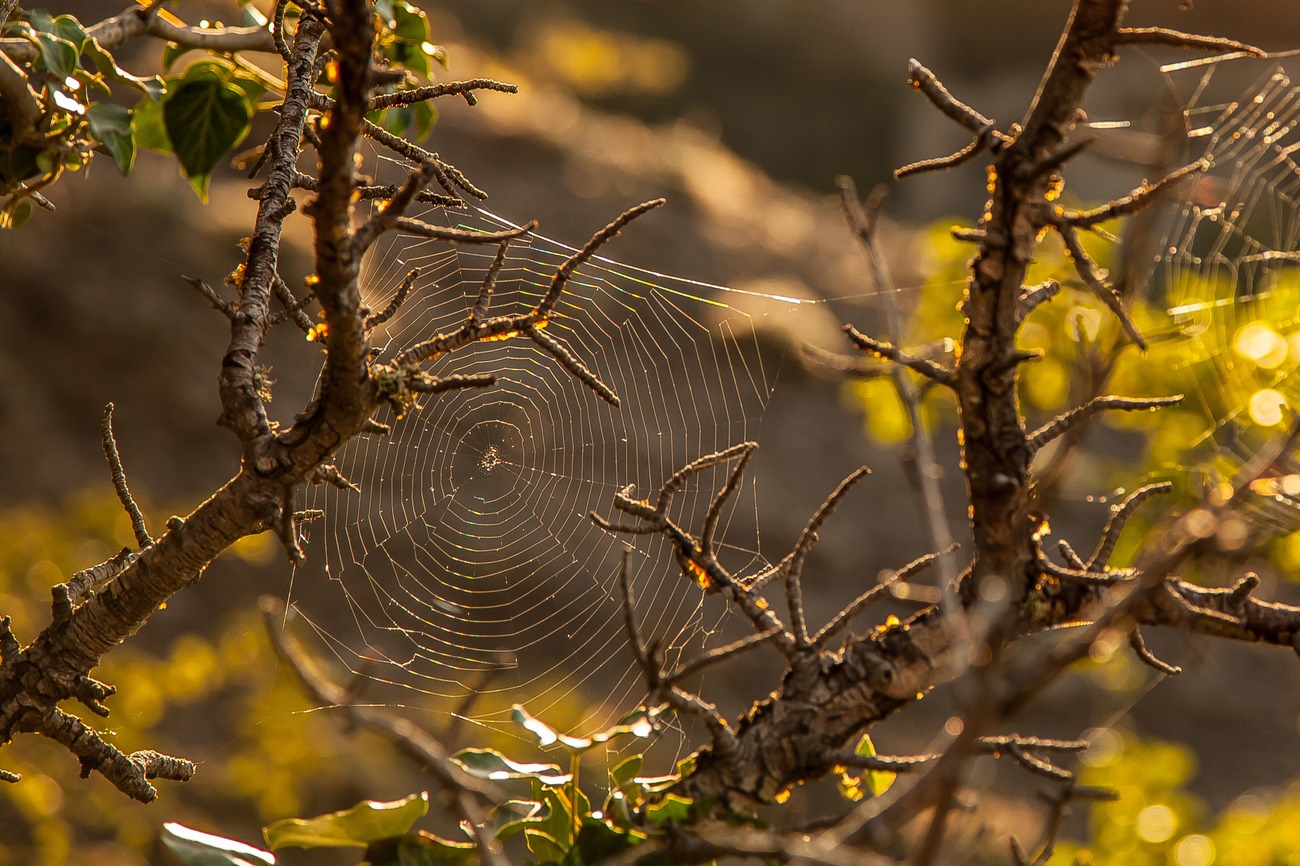 Photos of the web. Web shot in the mountains of Crimea