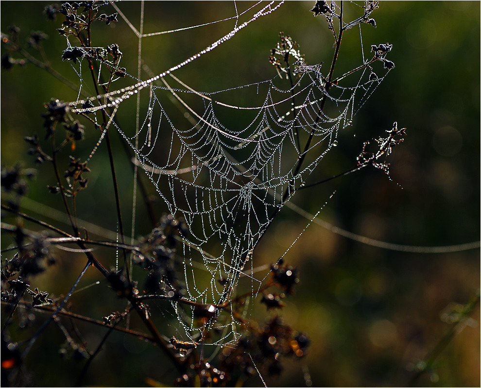 Photos of the web. Cobweb in the morning dew. Moscow region, Ramensky di...
