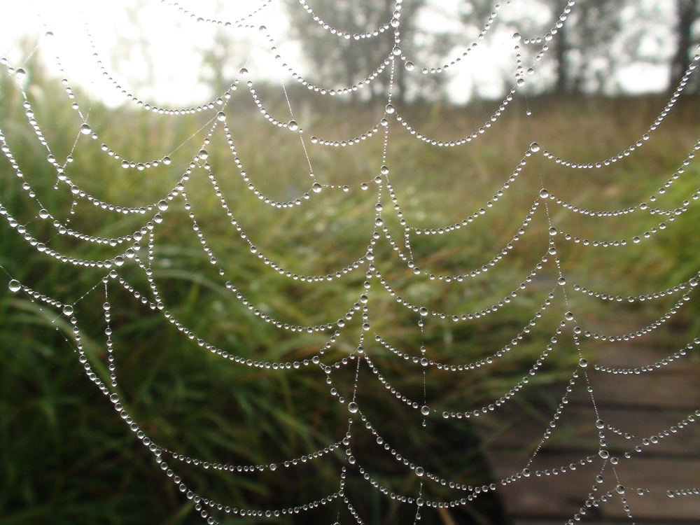 Photos of the web. All night and morning it was foggy. His droplets settled on the web