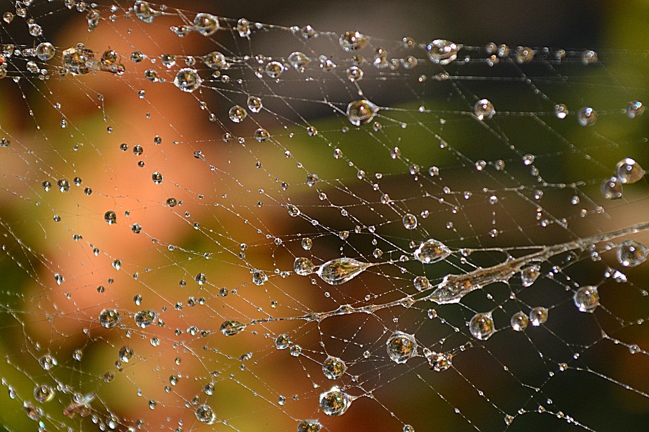 Photos of the web. Drops on the autumn web