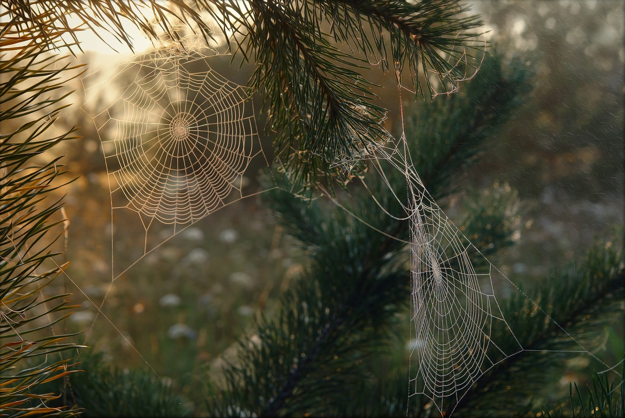 Photos of the web. Dew on the web with diamond chips ..
