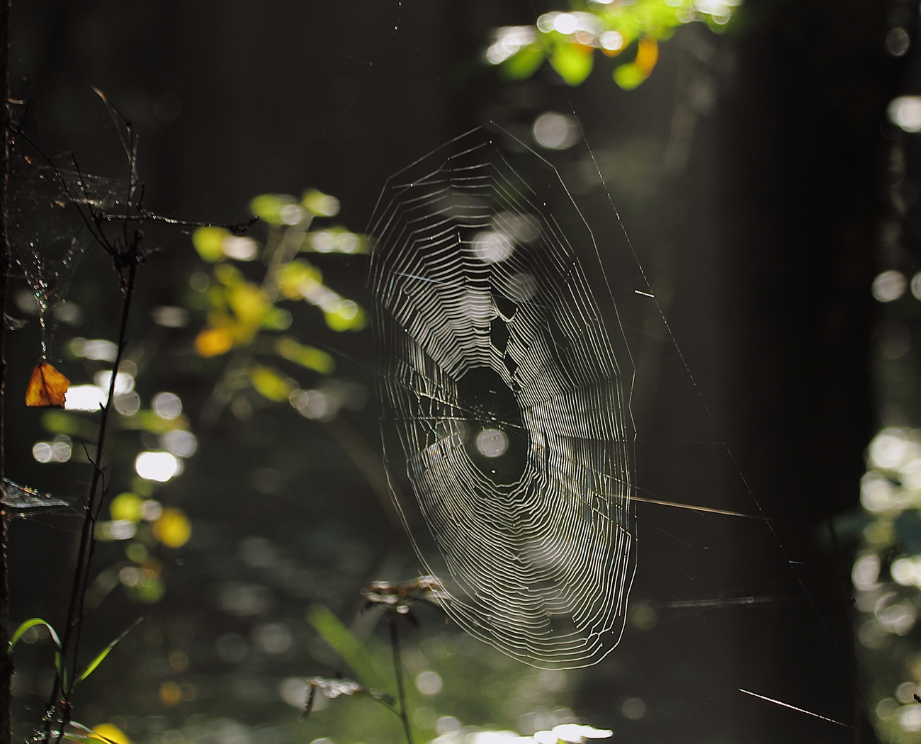 Foto web. Cahaya melalui web, di hutan Ogos
