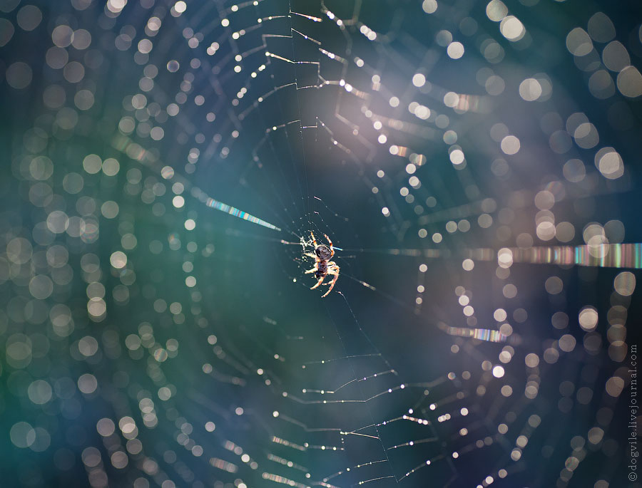 Foto: spinnekop op die web