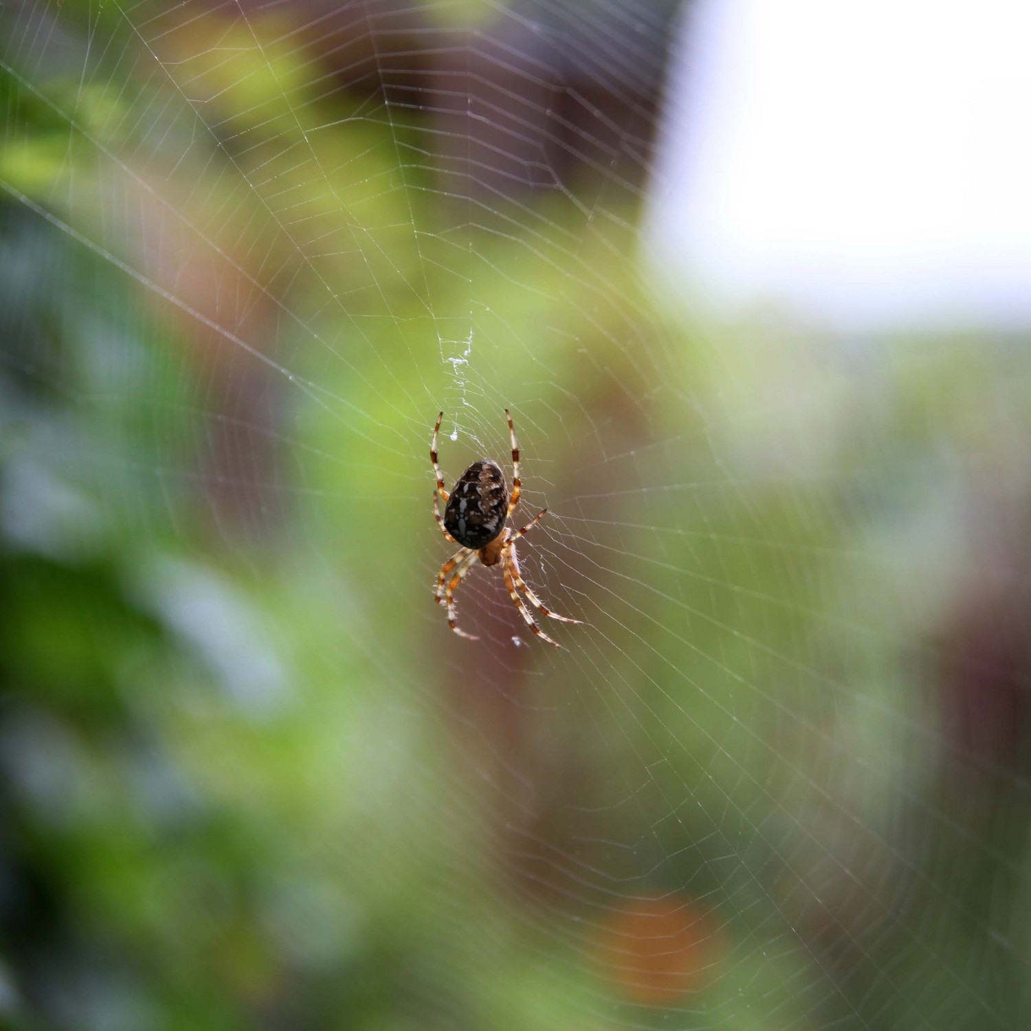 Photo: spider on the web