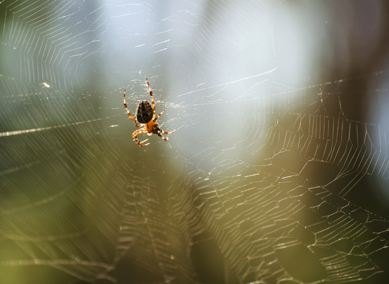 Zdjęcie: pająk w sieci