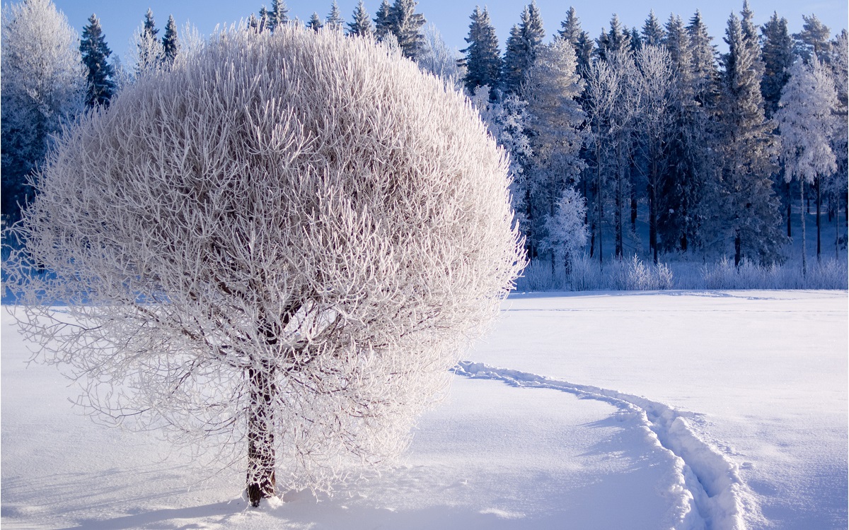 Winter photo: winter forest