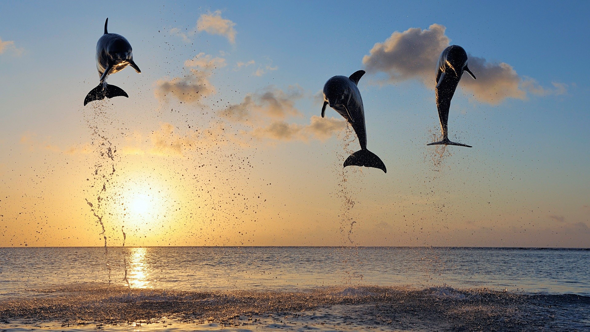 Jumping დელფინები