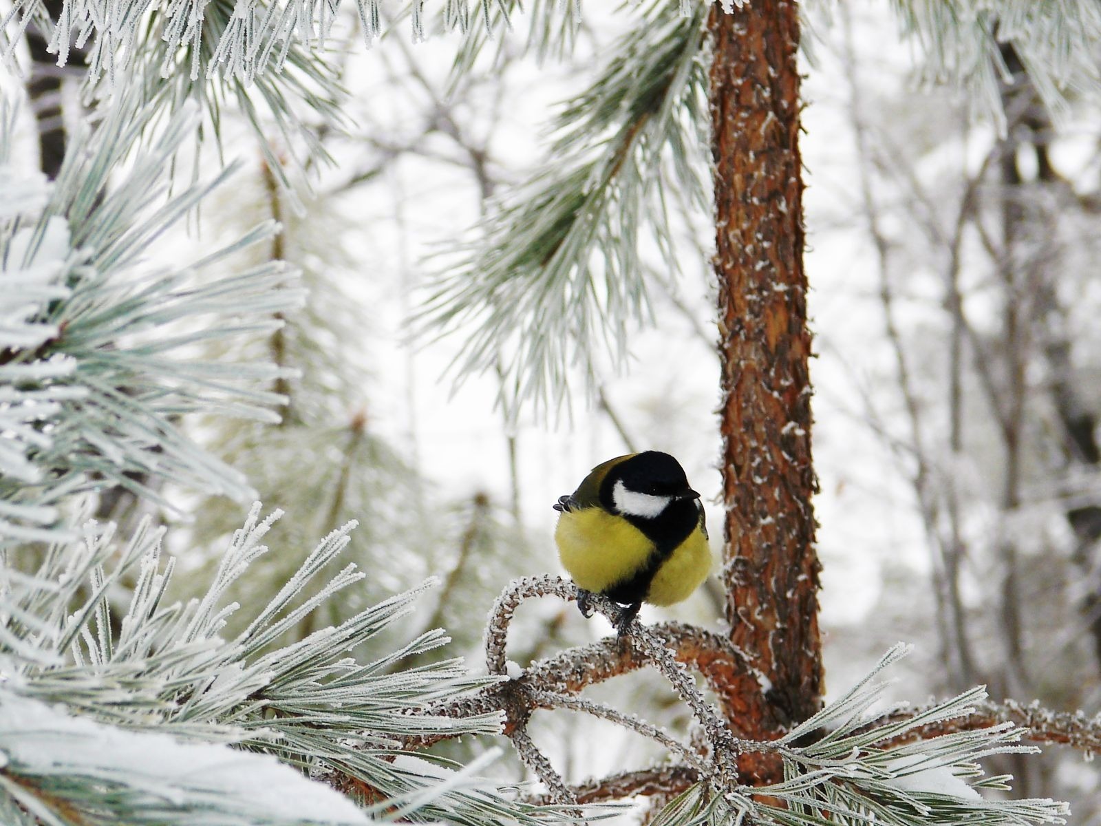Photos of tits in winter