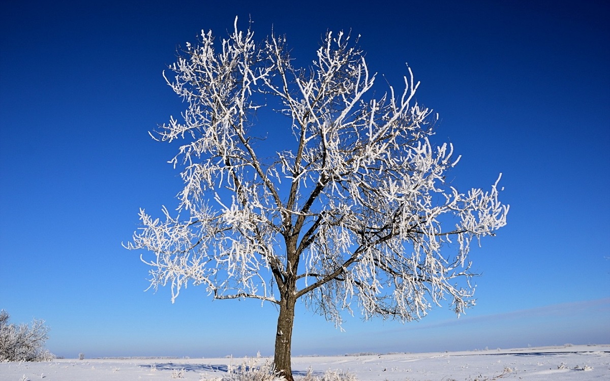 Photo of a tree in winter
