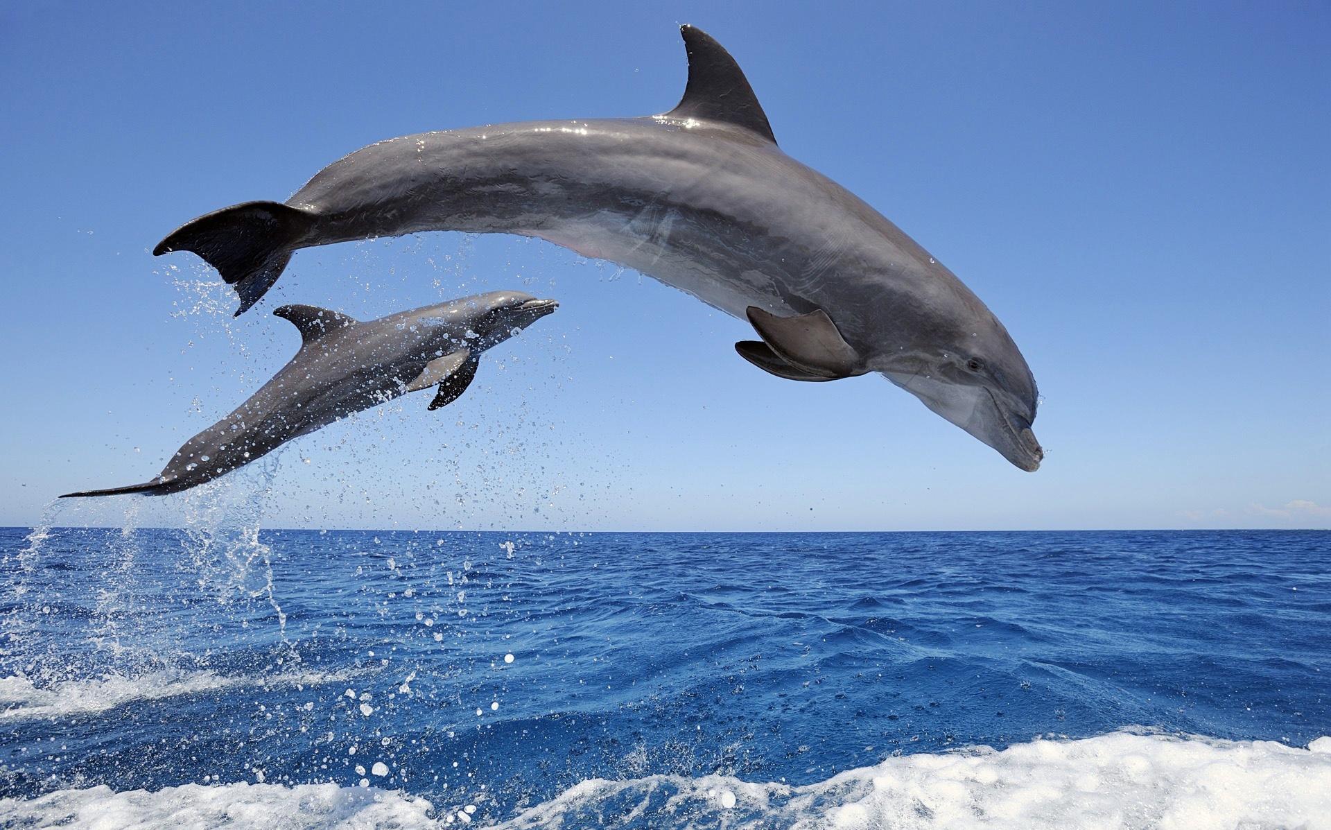 Delfinët