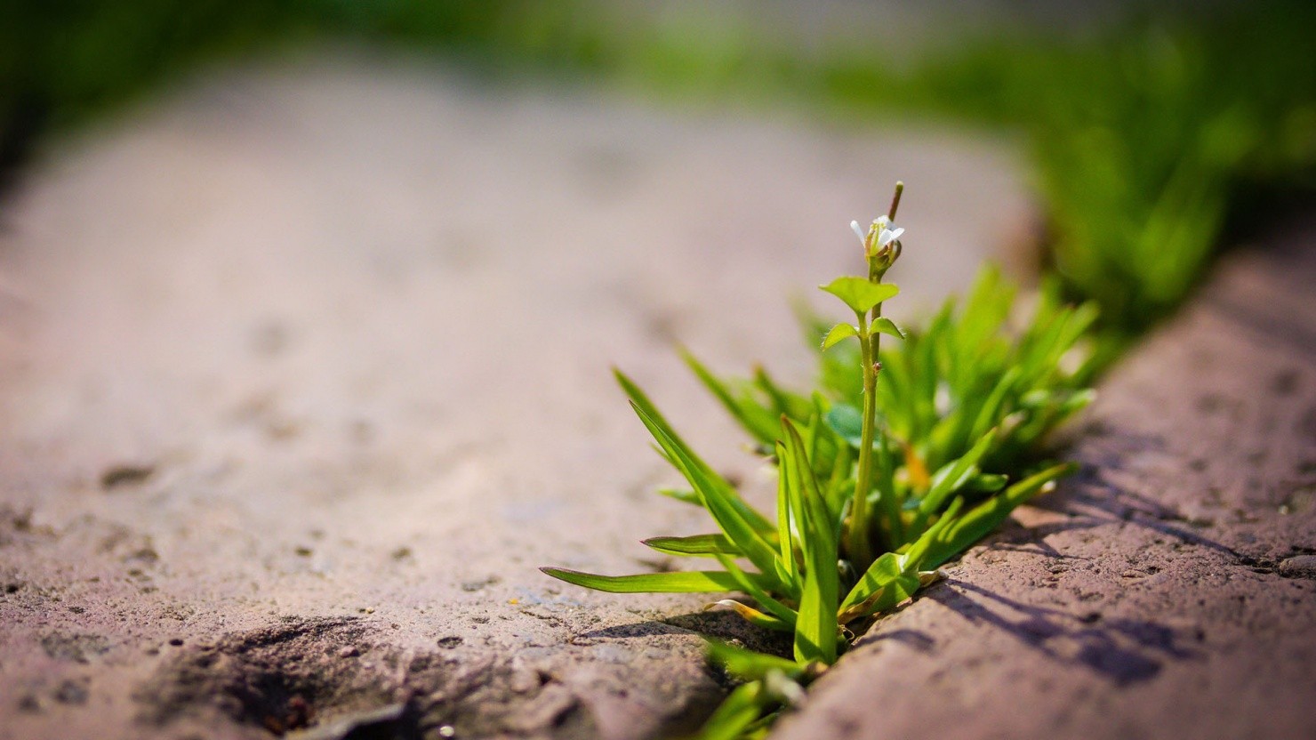 Photo grass in spring makes its way through the pavement
