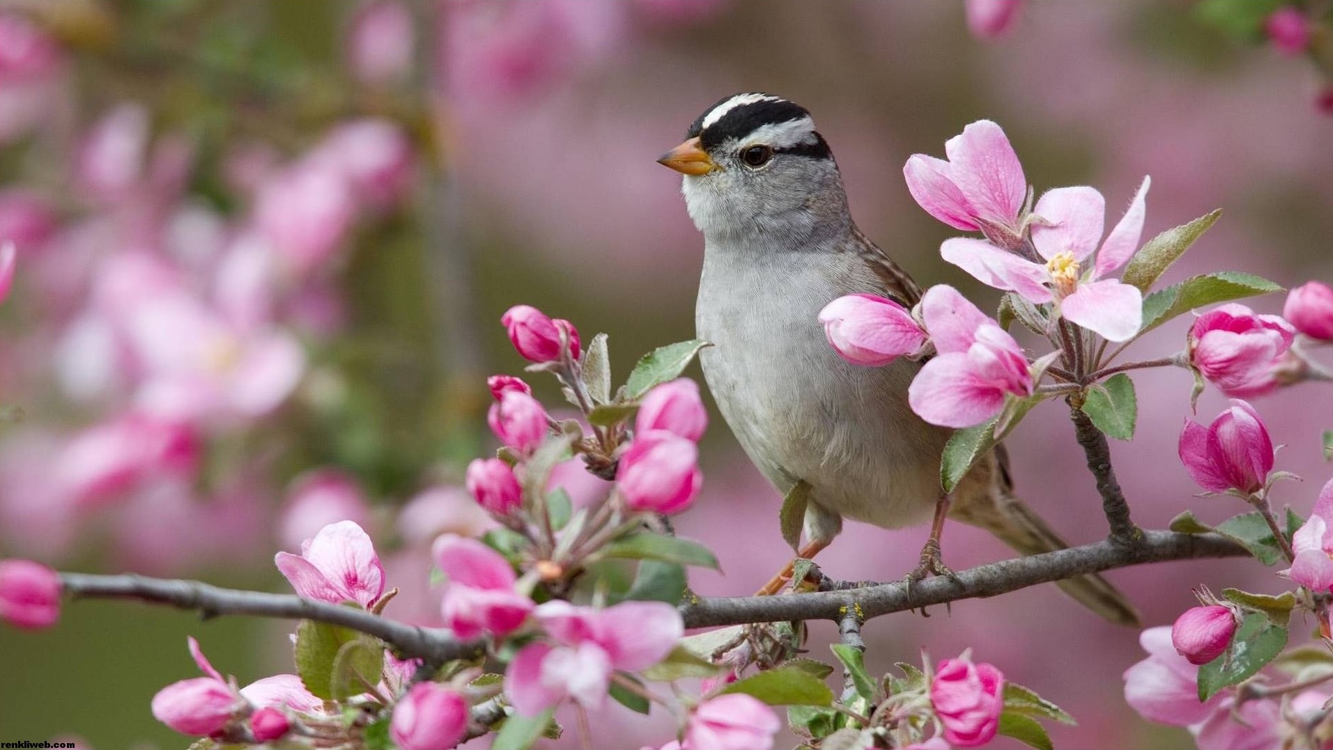 Foto e një zogu në degët e një pemë lulëzimi në pranverë