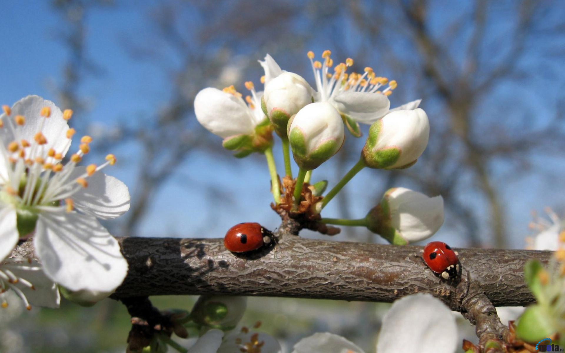 Foto e ladybugs në pranverë