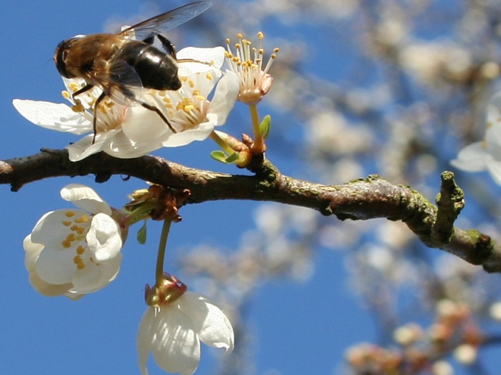 ภาพถ่ายผึ้งบนดอกไม้ในฤดูใบไม้ผลิ