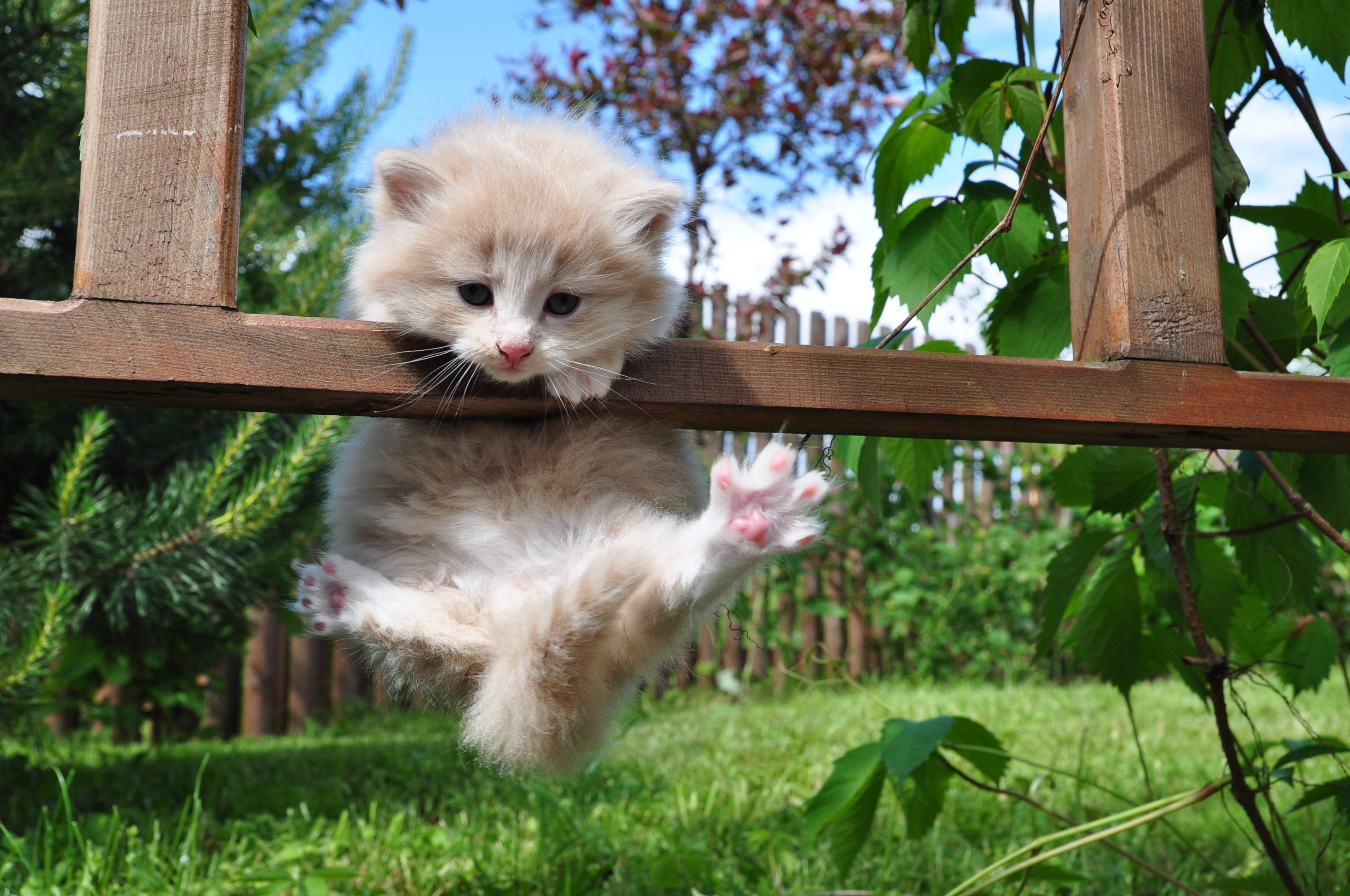 Photo of a kitten in the summer garden