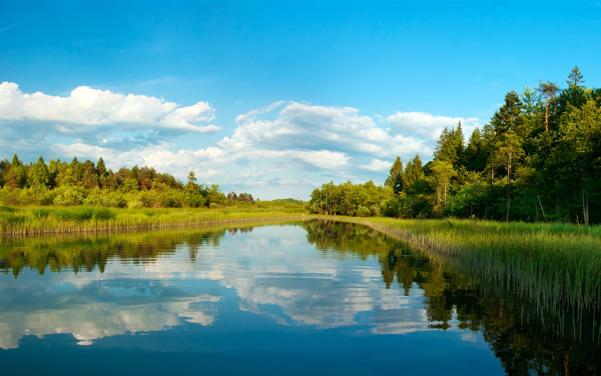 Landscape: nature in summer, lake