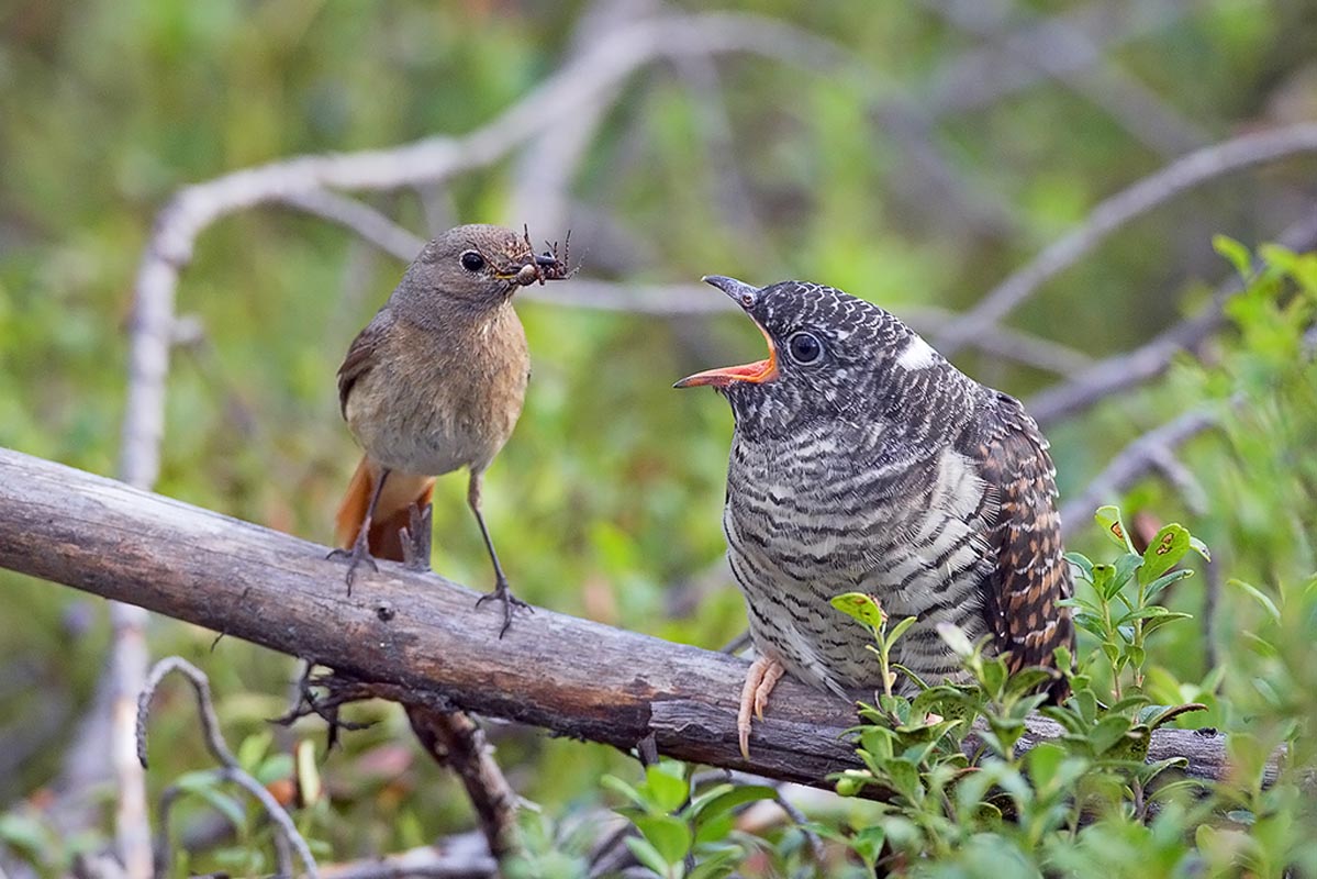 Cuckoo bird and foster parent