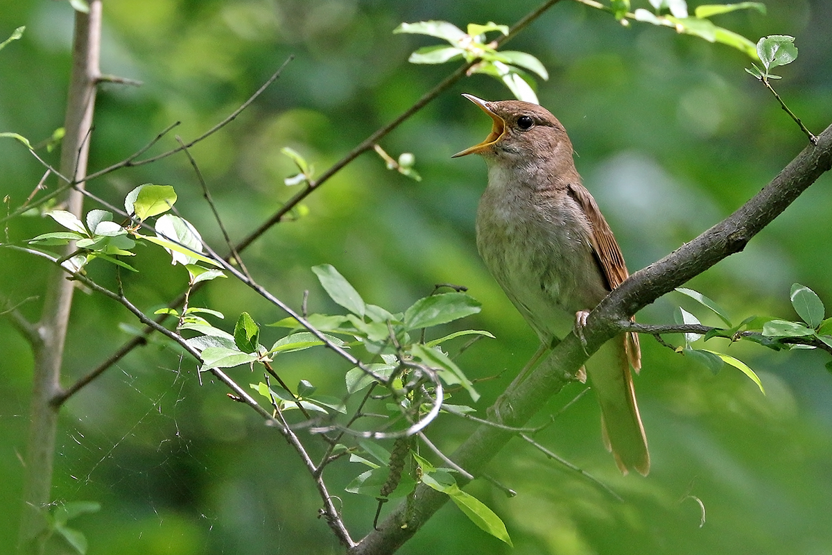 Photo of nightingale