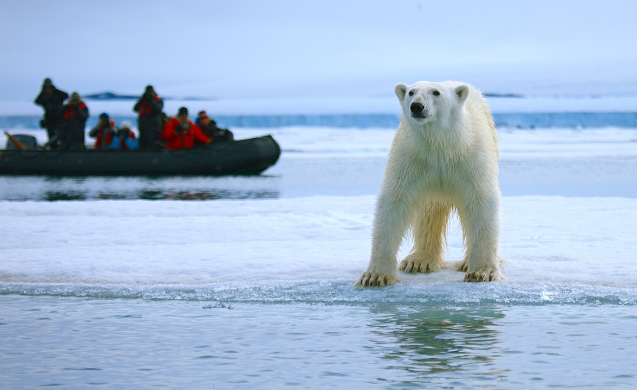 Polar bear and tourists