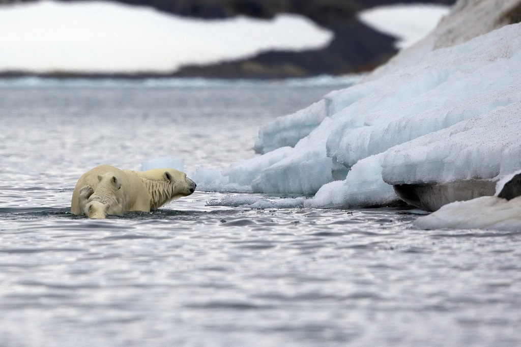 To hvite bjørnubber grep for moren, som bestemte seg for å svømme til naboøya. Krefter løper ut av hele treenigheten