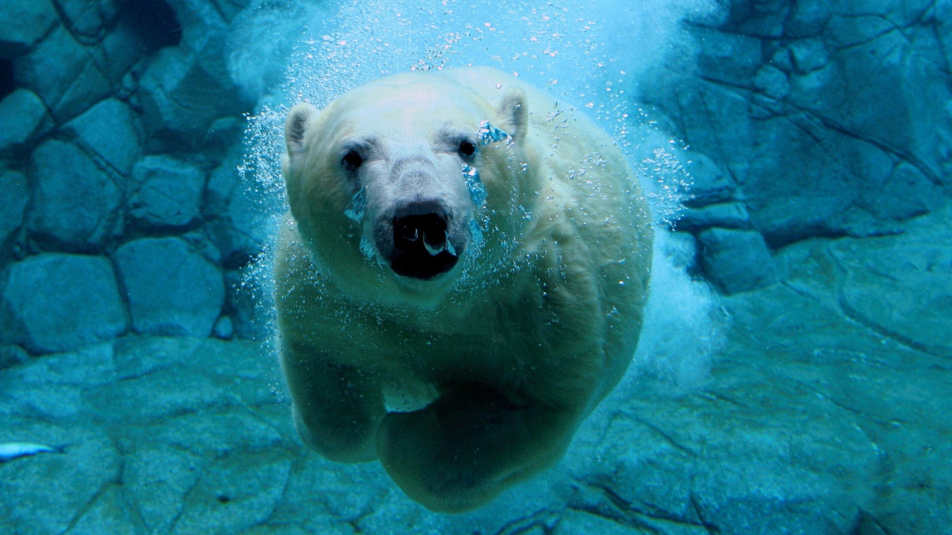 หมีขั้วโลกอยู่ใต้น้ำในสวนสัตว์