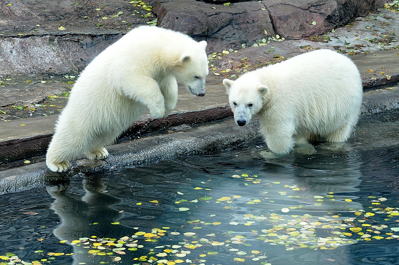 Moskova hayvanat bahçesinde kutup ayıları
