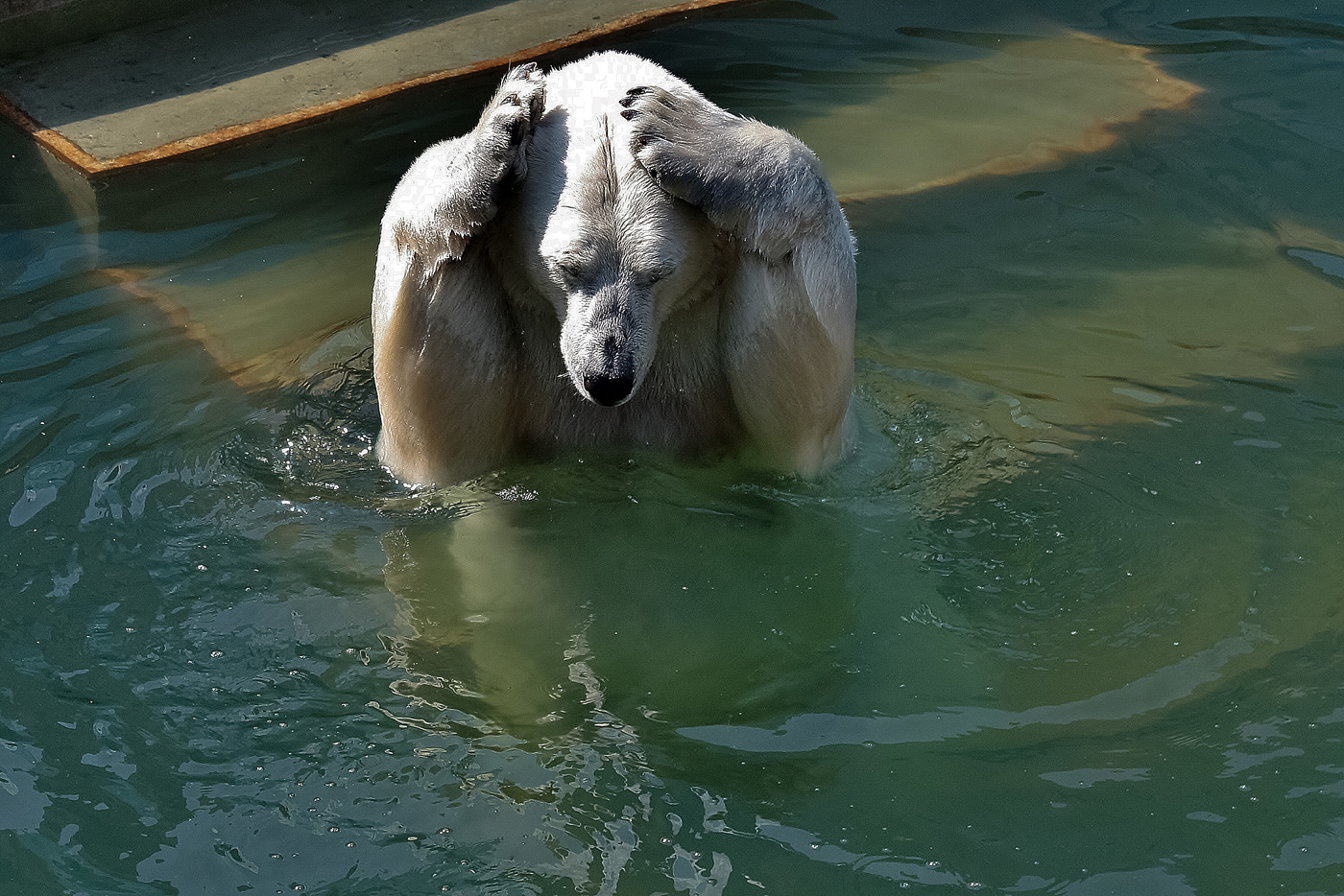 Polar bear escapes from the heat in the zoo