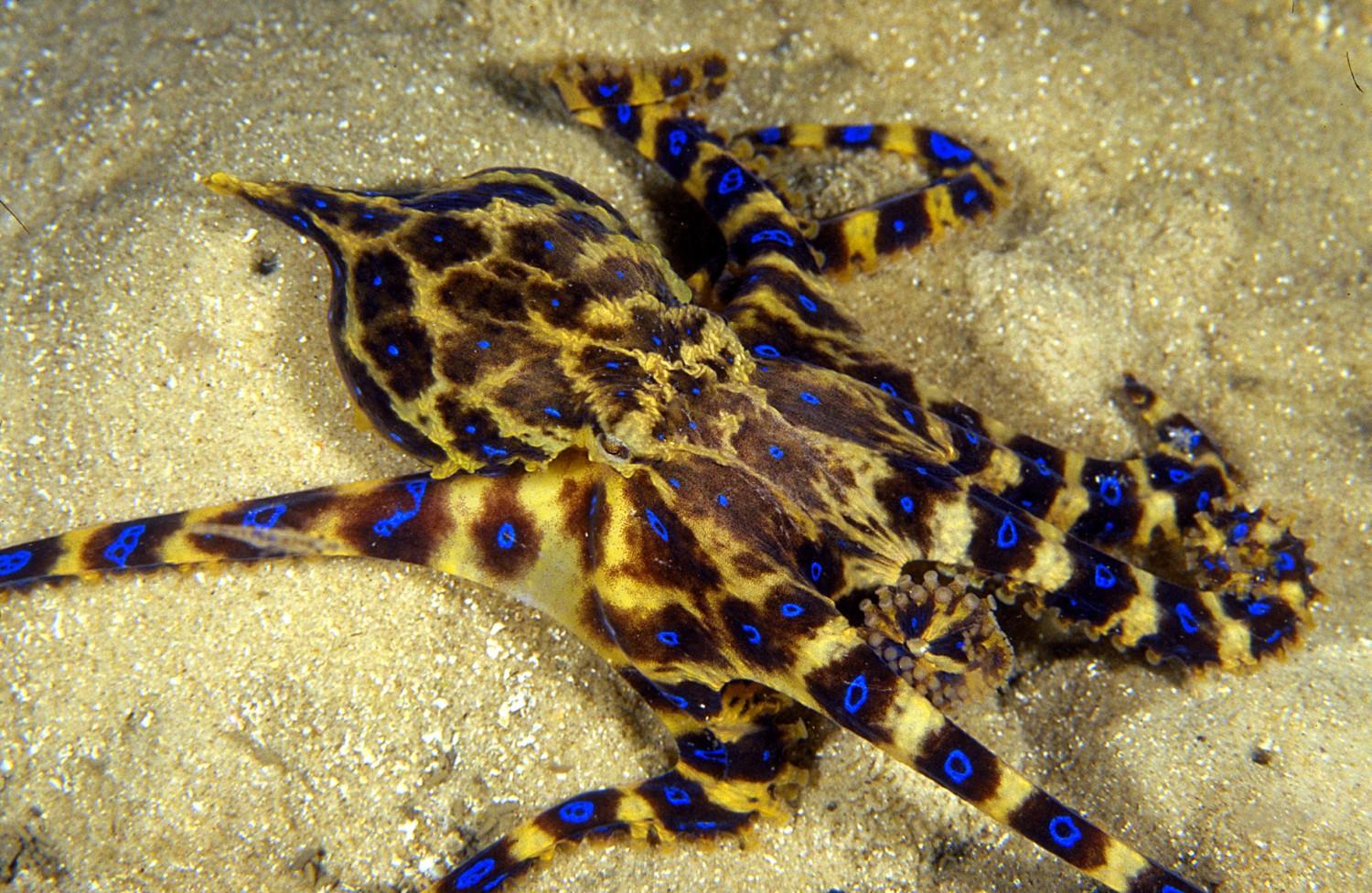 Unique octopus