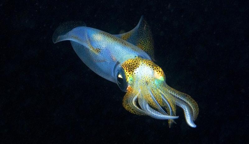 Squid glows