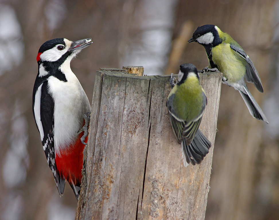 Tits and woodpecker at the feeder