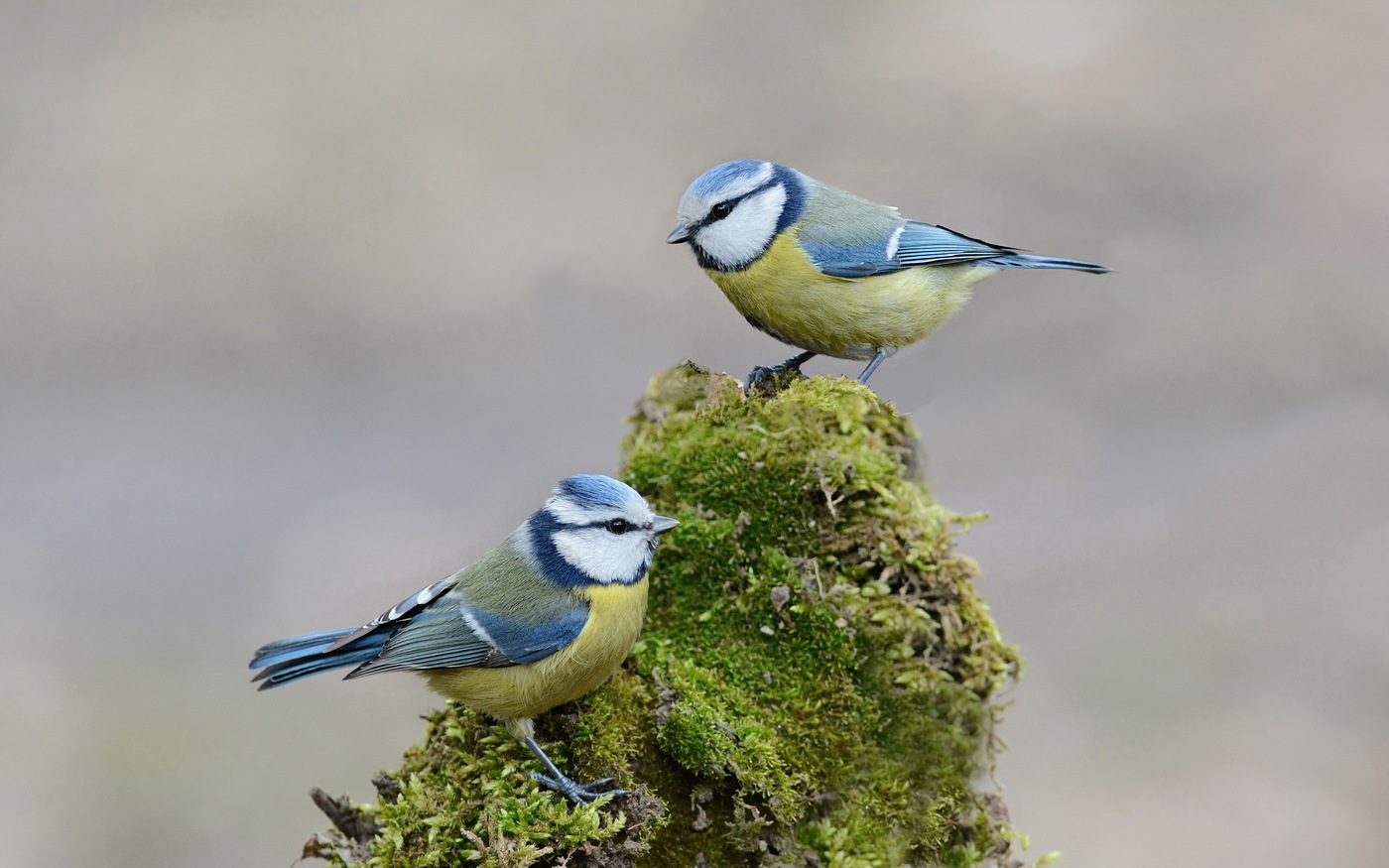 Blue tit on moss-covered bark
