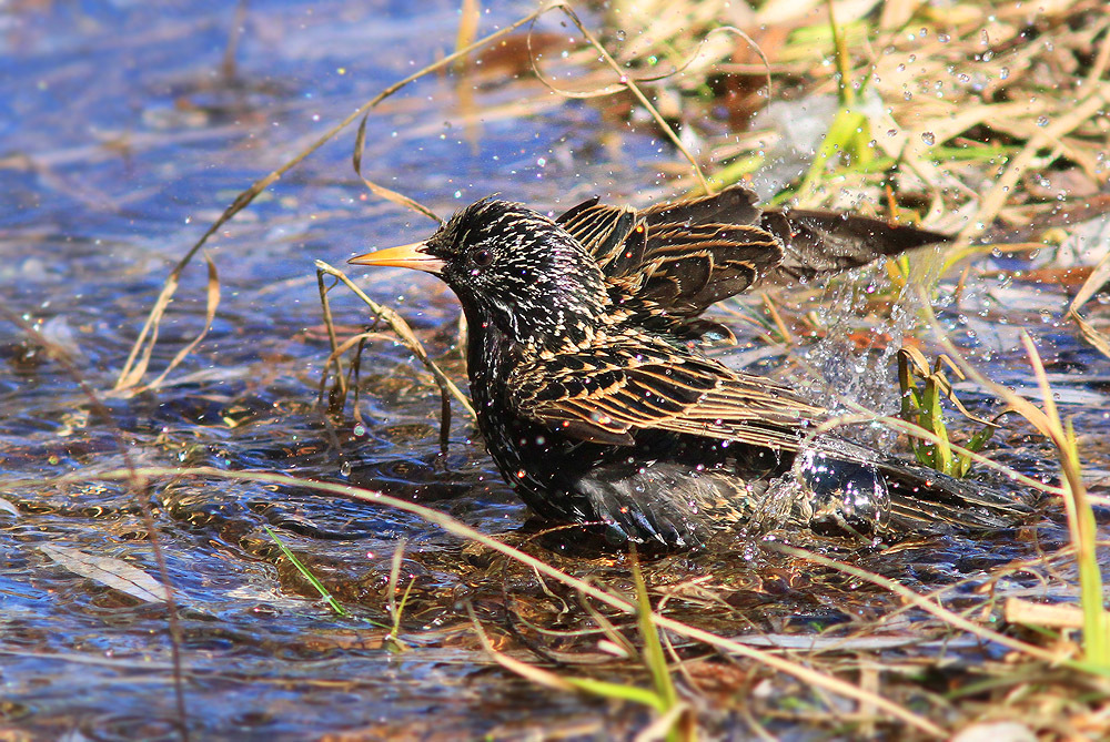 Starling takes water treatments