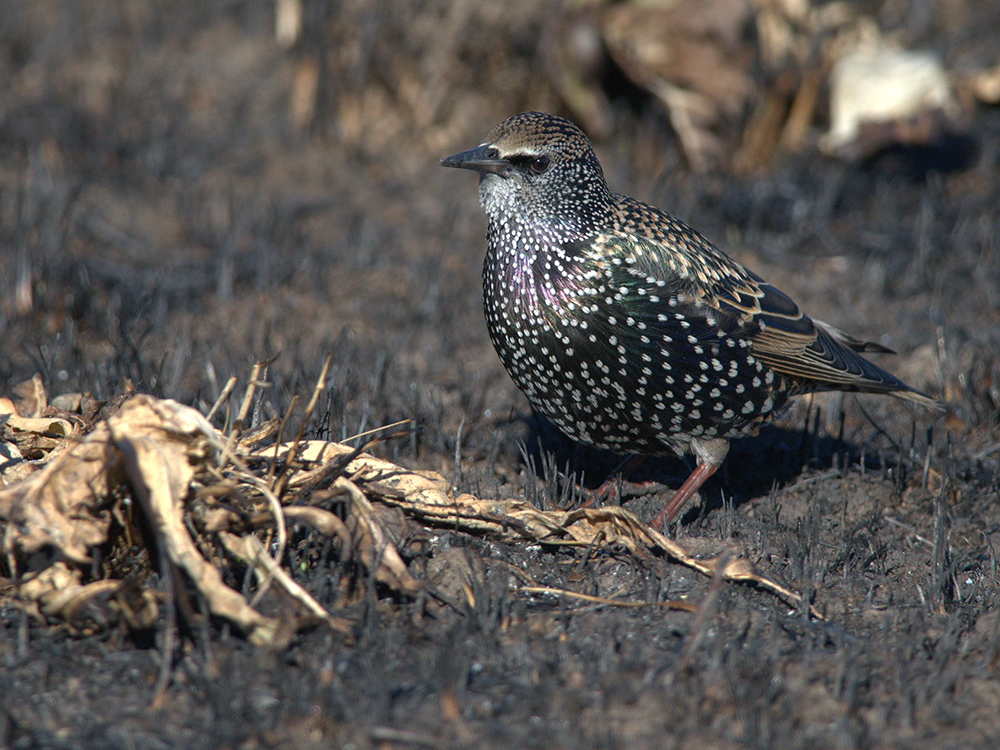 Starling on the ashes seeking fried beetles