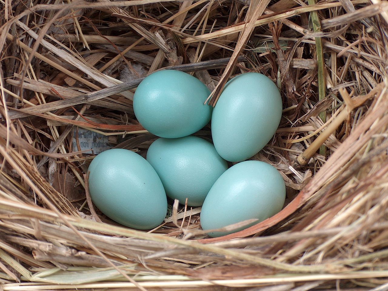 Starling eggs. Laying of Common Starling Eggs