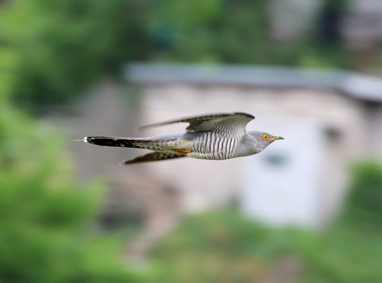 Cuckoo flight