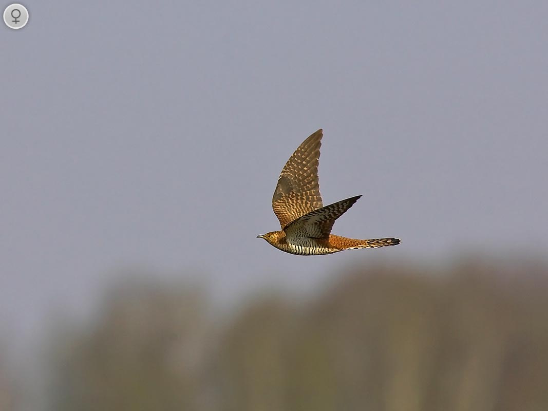 In flight, the female cuckoo