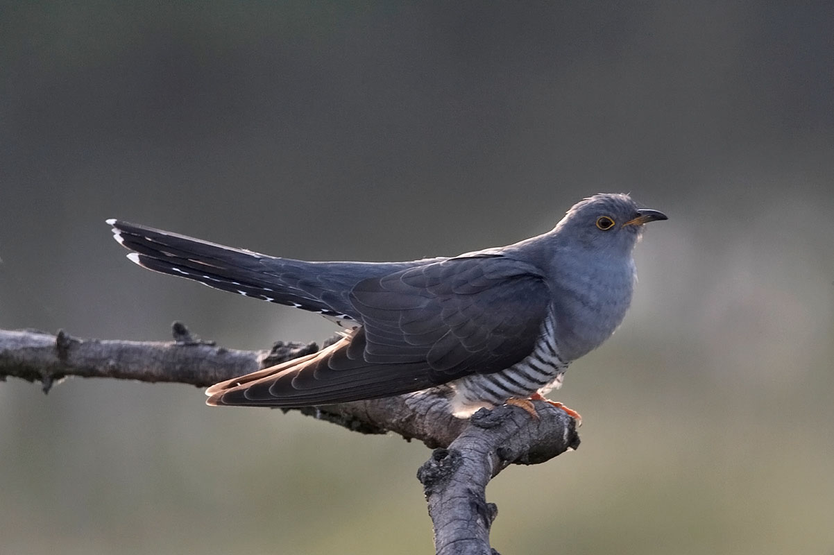The cuckoo male is sitting on a branch.