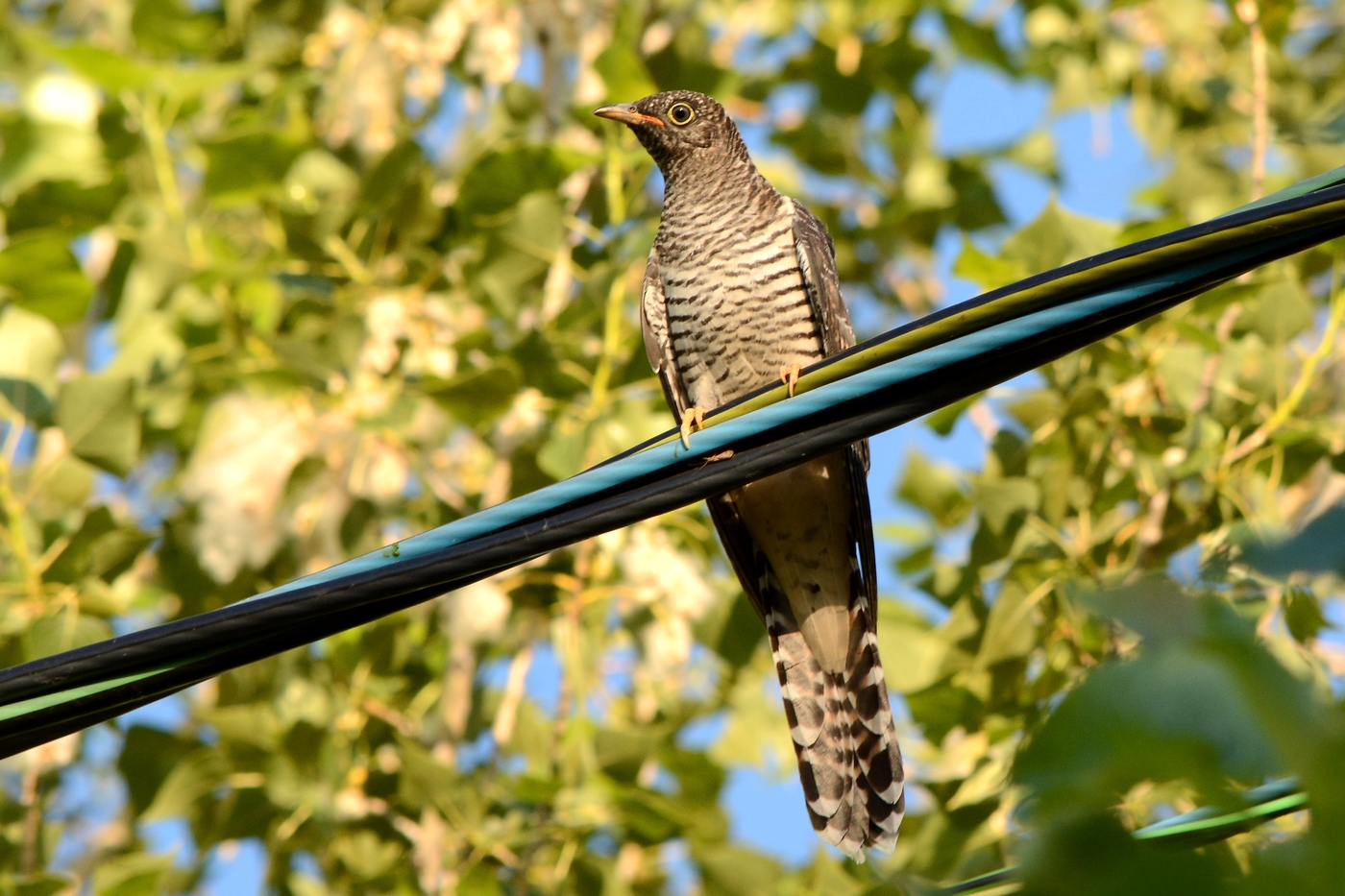 Baby cuckoo fed by a small wagtail